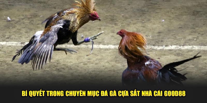 Khám Phá Đá Gà Cựa Sắt: Trải Nghiệm Dành Cho Tín Đồ god88 3 Bi-quyet-trong-chuyen-muc-da-ga-cua-sat-nha-cai-Good88