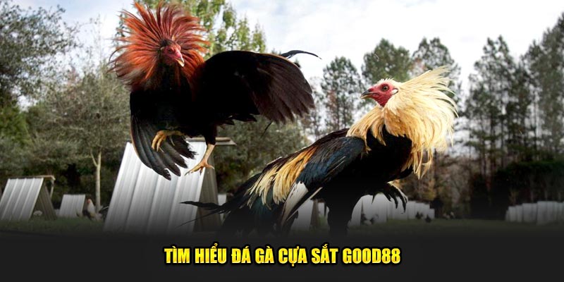 Khám Phá Đá Gà Cựa Sắt: Trải Nghiệm Dành Cho Tín Đồ god88 1 Tim-hieu-da-ga-cua-sat-God88