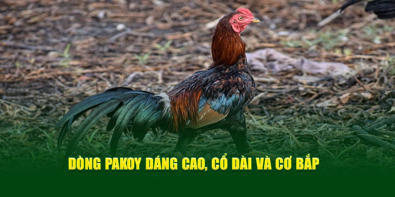 Giống Gà Chọi Thái - Được Ưa Chuộng Giới Gà Chọi God88 3 dong-pakoy-dang-cao-co-dai-va-co-bap