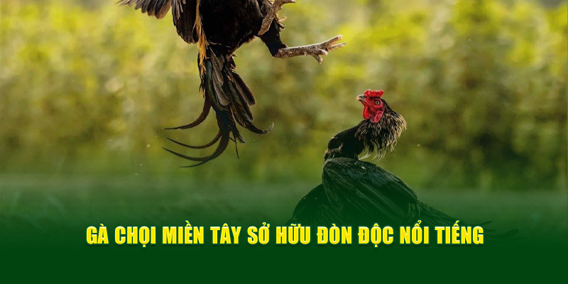 Gà Đá Đòn Độc - Bí Quyết Chiến Thắng Trong Đá Gà Từ God88 3 ga-choi-mien-tay-so-huu-don-doc-noi-tieng