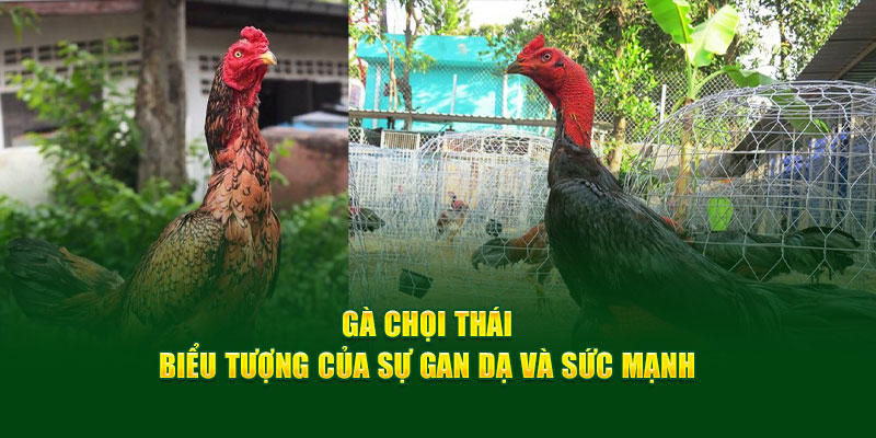Giống Gà Chọi Thái - Được Ưa Chuộng Giới Gà Chọi God88 1 ga-choi-thai-bieu-tuong-cua-su-gan-da-va-suc-manh
