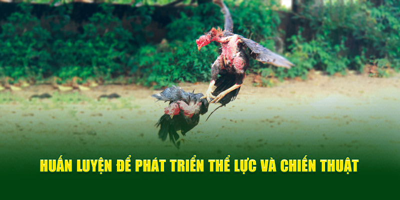 Gà Đá Đòn Độc - Bí Quyết Chiến Thắng Trong Đá Gà Từ God88 2 huan-luyen-de-phat-trien-the-luc-va-chien-thuat