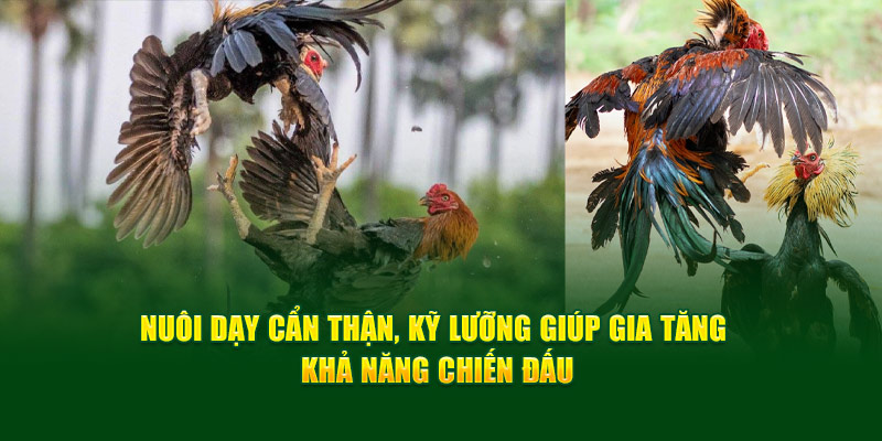 Gà Đá Đòn Độc - Bí Quyết Chiến Thắng Trong Đá Gà Từ God88 4 nuoi-day-can-than-ky-luong-giup-gia-tang-kha-nang-chien-dau